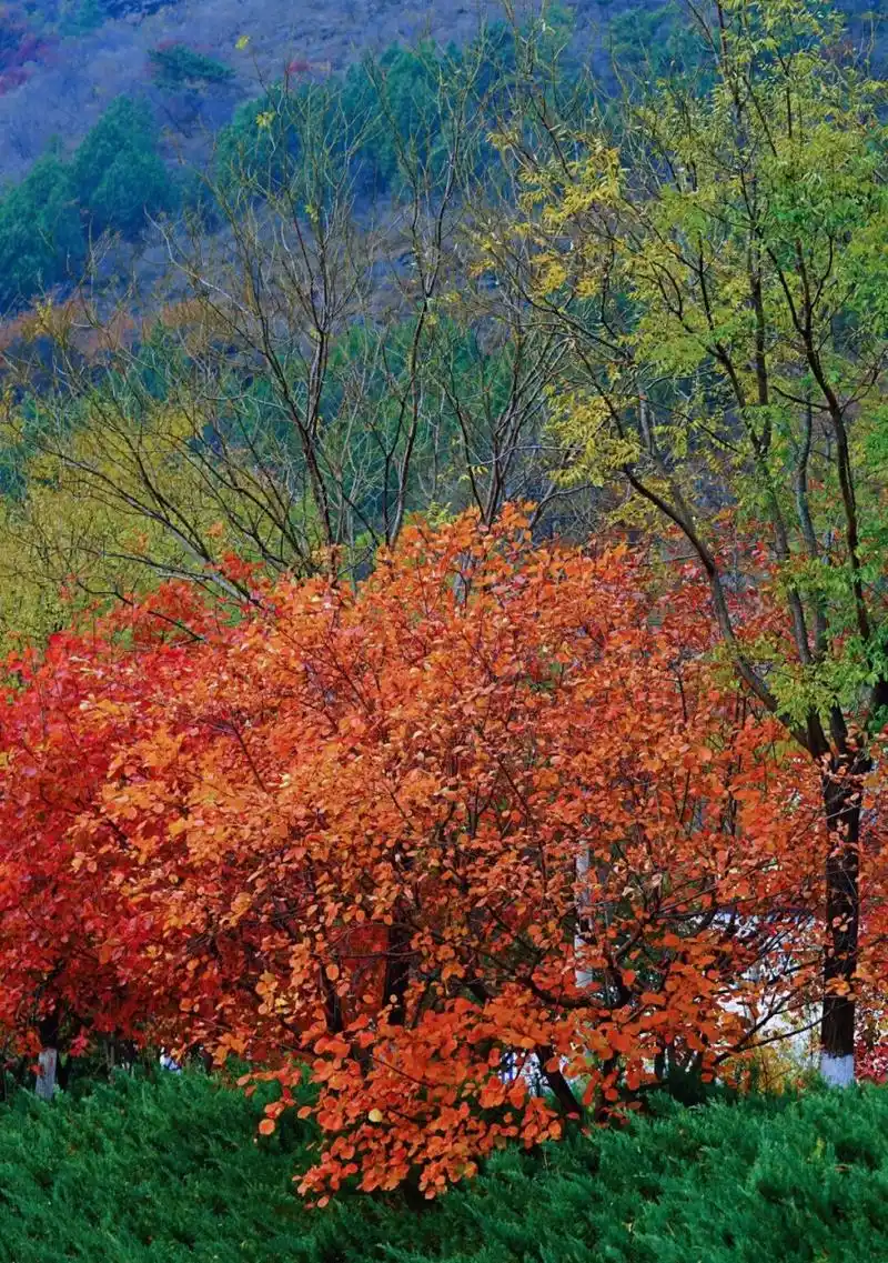 秋日枫叶林天花板  深秋的北京,红叶如诗如画,散发着迷人的韵味.