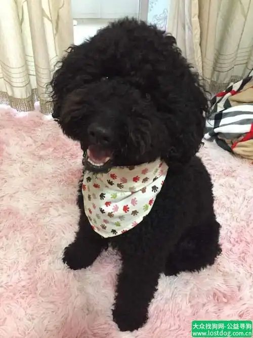 寻狗启示黑色中型泰迪一只