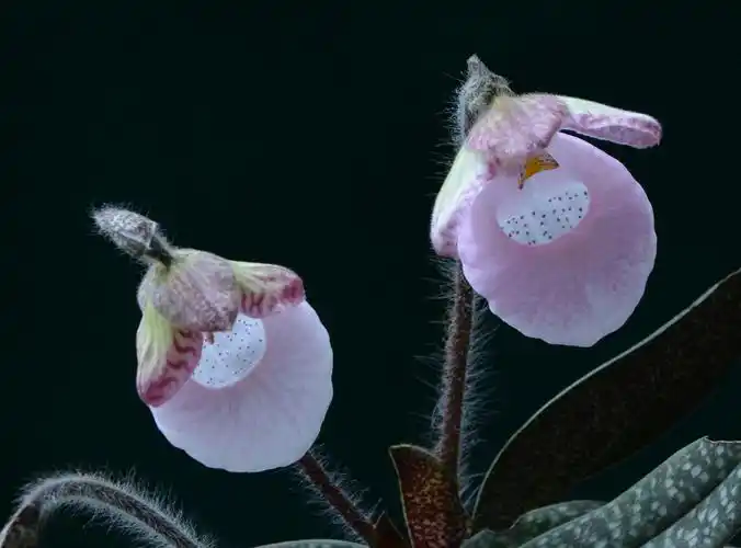 其它 花花世界 写美篇硬叶兜兰——美人如花,勤俭持家.