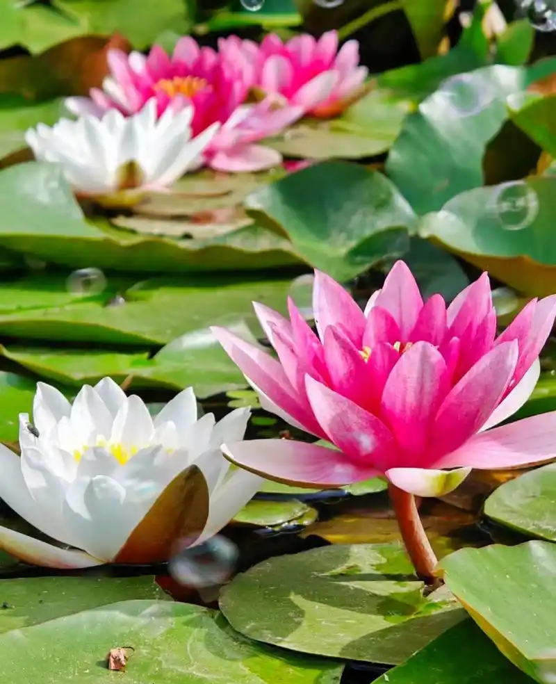 一念心清静莲花处处开.一个包容心很强,脾气好的人,别人说伤害 - 抖音