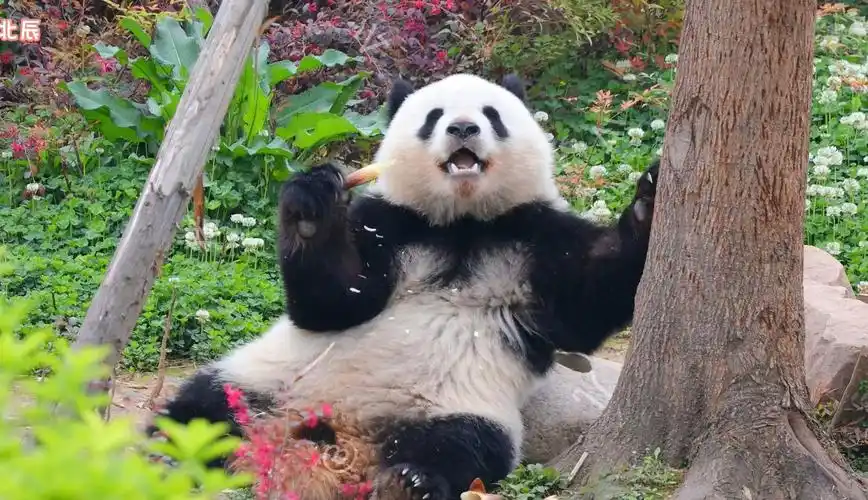 敬业小甜包北辰,时刻保持微笑.睡姿也是甜甜哒!