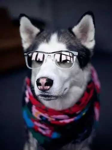 和主人一起戴墨镜时觉得二哈更胜一筹.