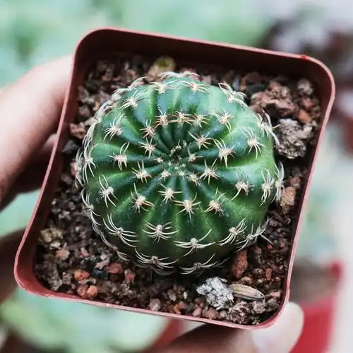 阳春仙人球趴刺不扎手开花红花仙人掌多肉植物多肉植物