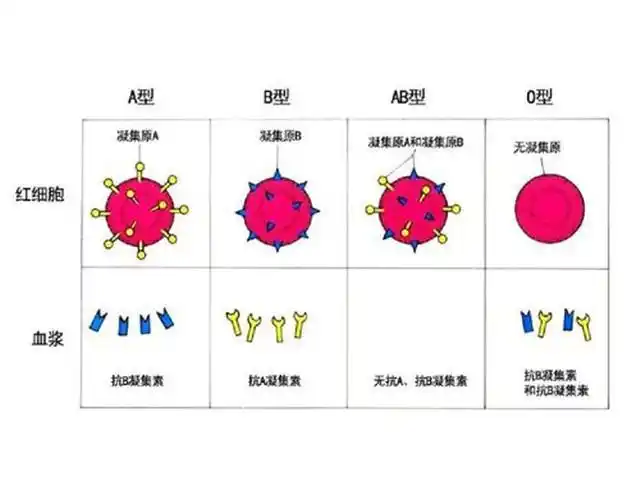 a型,b型,ab型,o型血,不同血型各有啥特点?哪种不易生病?