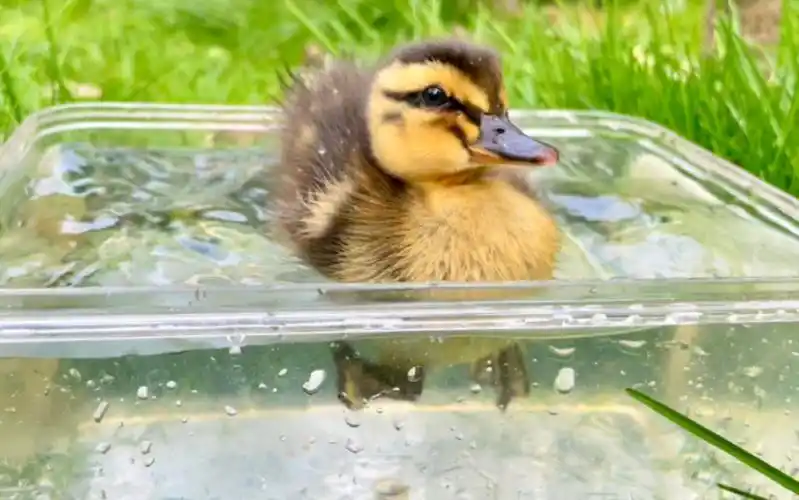 小鸭子游泳初体验,小短腿好萌