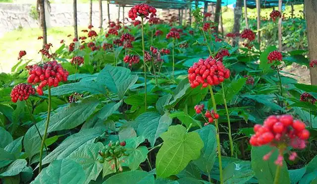 西洋参追肥用什么肥料?西洋参根部膨大剂用什么好?