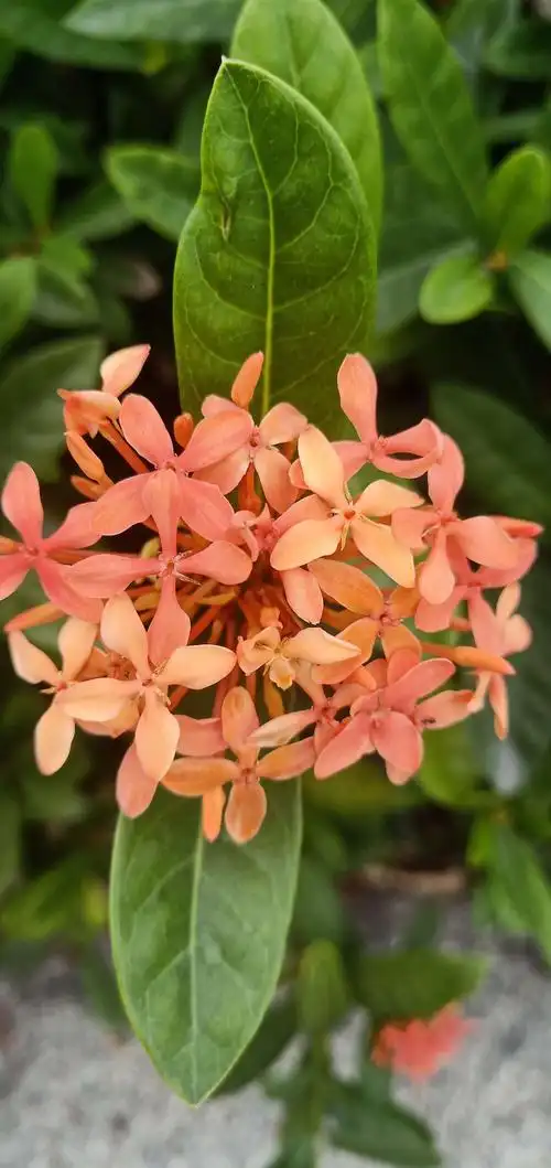 宇宙超级无敌美少女的十二月