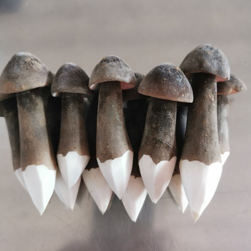 活菇林新鲜黑皮鸡枞菌云南特产珍惜现采食用蘑菇餐饮特色食材供应