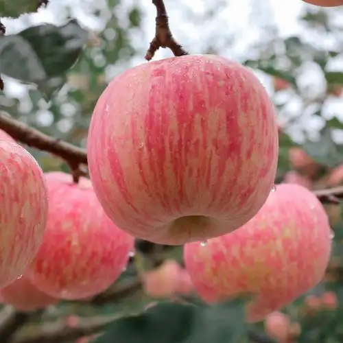沂源红苹果大果红富士优质新鲜水果脆甜淄博整箱苹果