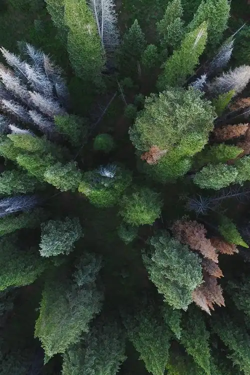 壁纸 森林,树木,黑暗,顶视图 1920x1440 hd 高清壁纸, 图片, 照片