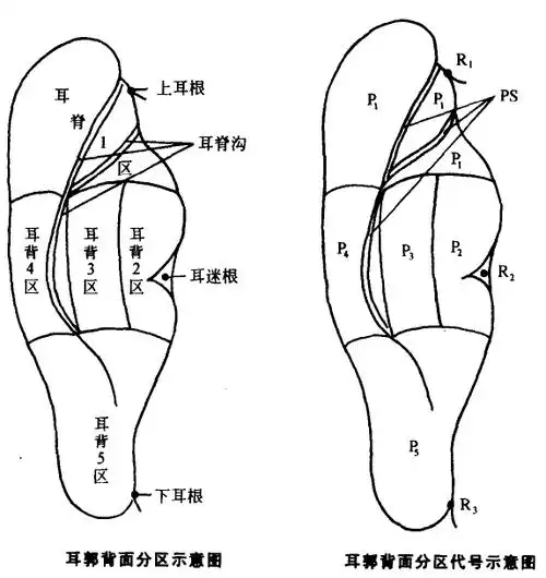 耳郭的分区与特征