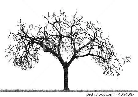 凋零的树的简笔画素描