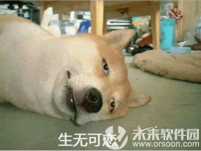 柴犬搞笑表情包 高清无水印