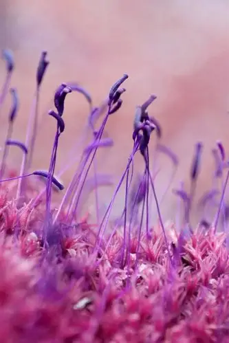 壁纸 紫色植物发芽 2560x1600 hd 高清壁纸, 图片, 照片