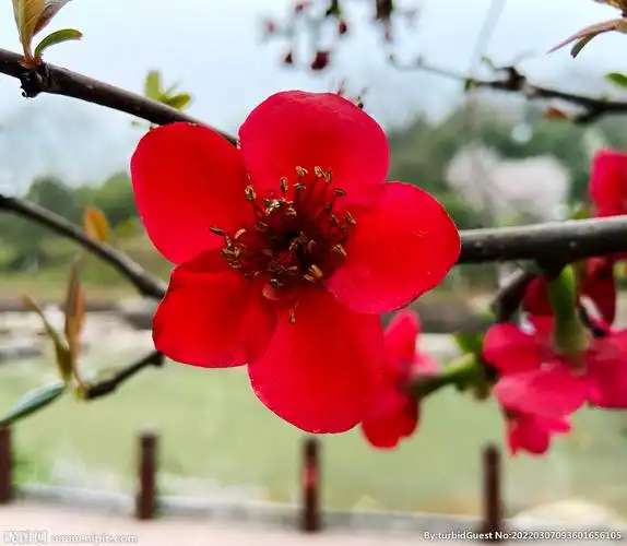 一朵红色腊梅图片