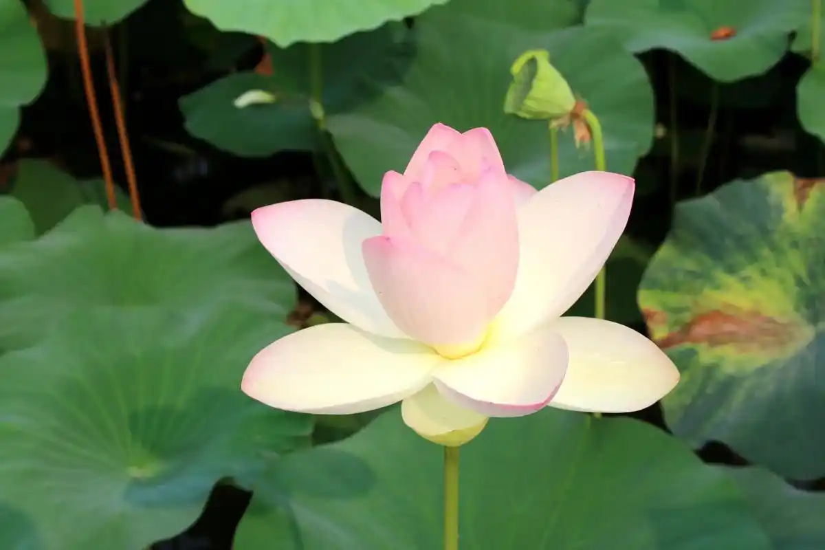 你很贵,知道吗?#修心修行 #夏日荷花  你独一无二 - 抖音