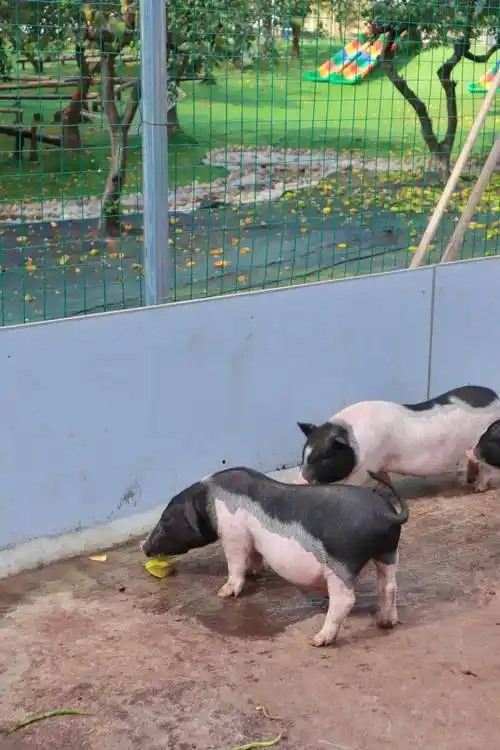 中山油菜花田,等你入镜!送门票→_开心农场_石岐鸽_夏天