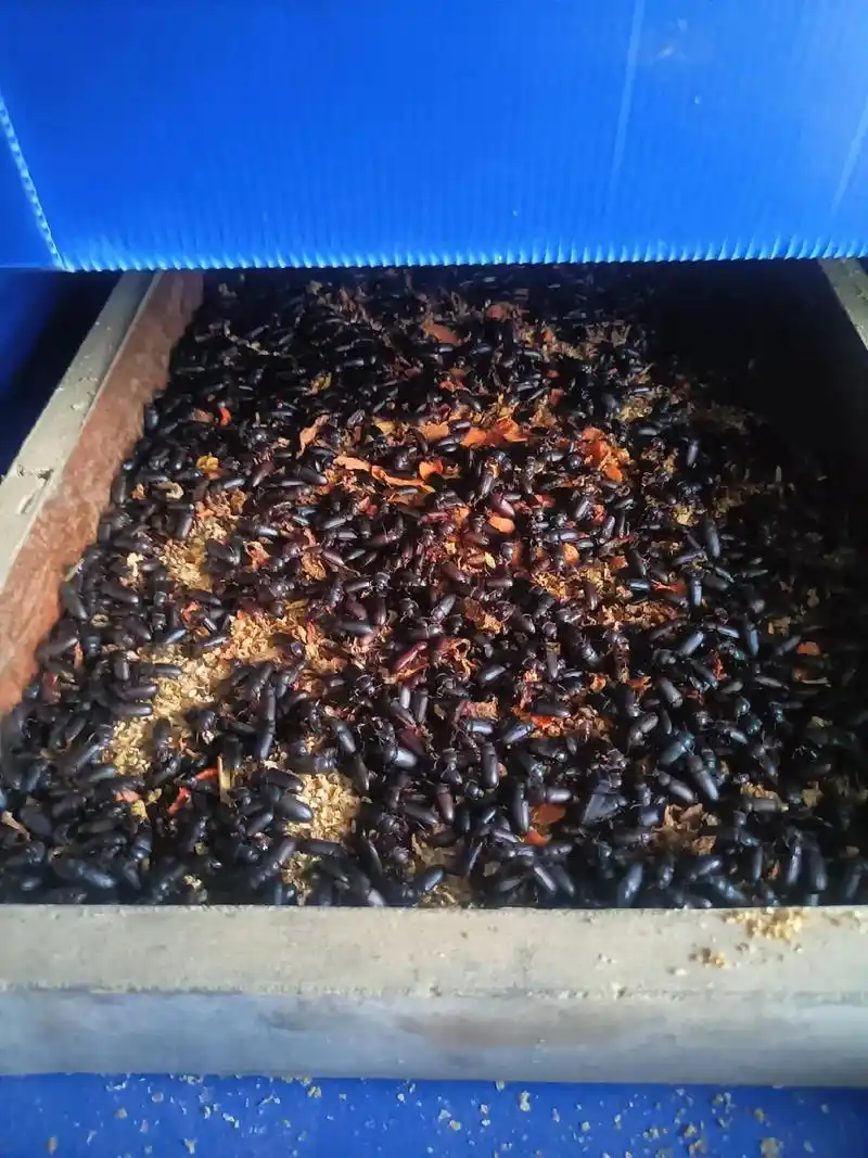 黄粉虫.种虫,幼虫,成虫,成品,虫舍@#昆虫世界 ##人工繁 - 抖音