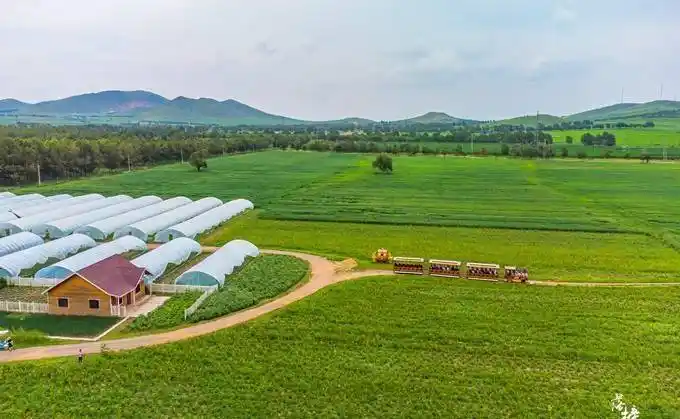 张家口沽源有一处五花草甸,盛夏金莲花开,充满了温馨浪漫_草原_花朵