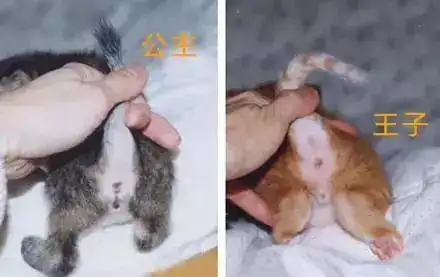 图片来告诉你怎么区分公猫和母猫