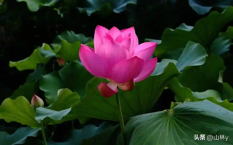 漂亮的荷花壁纸,清新怡人