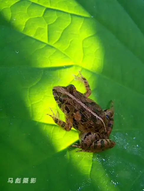 荷叶上的青蛙