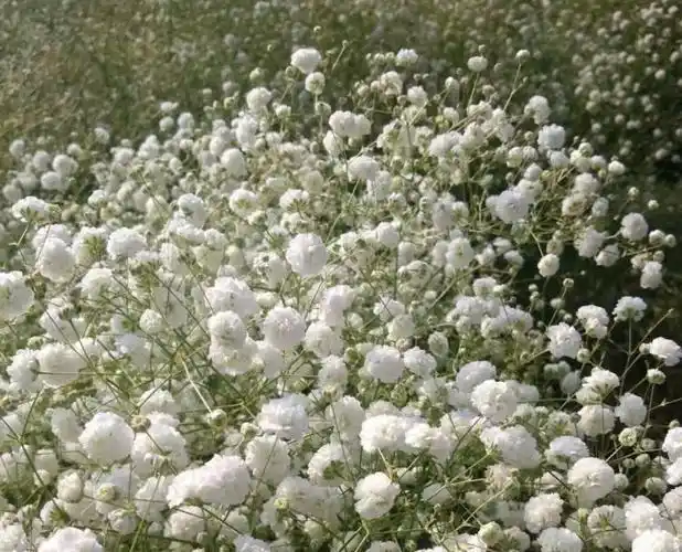 荞麦花干花鬼怪同款花束送人闺蜜餐厅客厅摆设真花装饰简约r14小雏菊