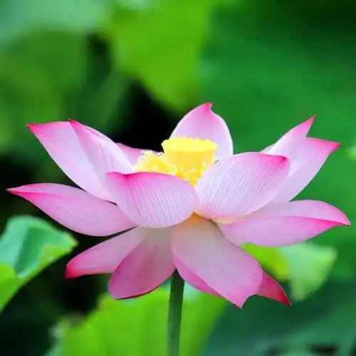 佛系图片头像禅意荷花 独一无二的佛系莲花图片微信头像_微信头像