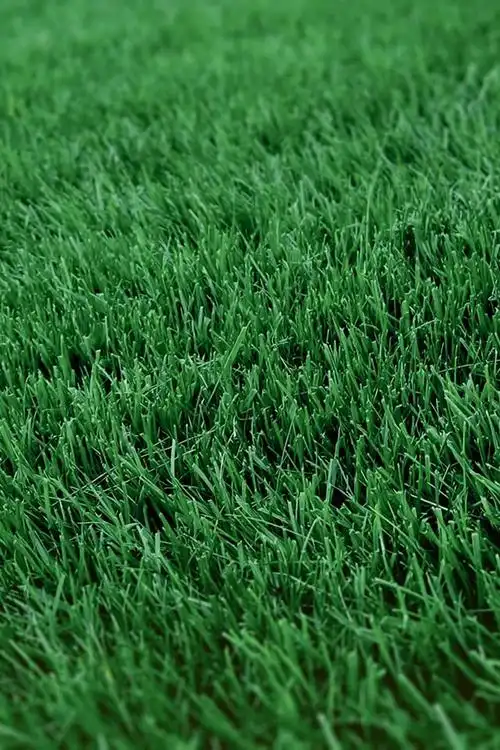 绿色高清小清新护眼