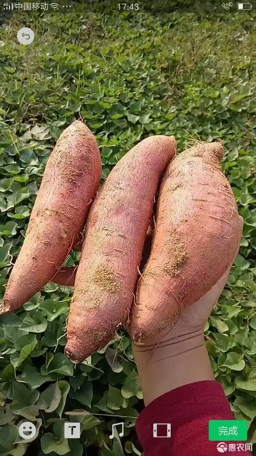 产地 湖北省黄冈市红安县 单个重 混装通货 品种名 济薯 表皮颜色 紫