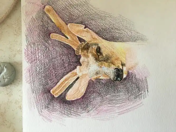 彩铅,《鹿》系列之梅花鹿