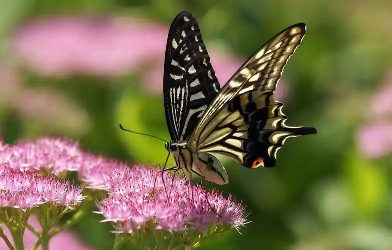 柑橘凤蝶 (存货)
