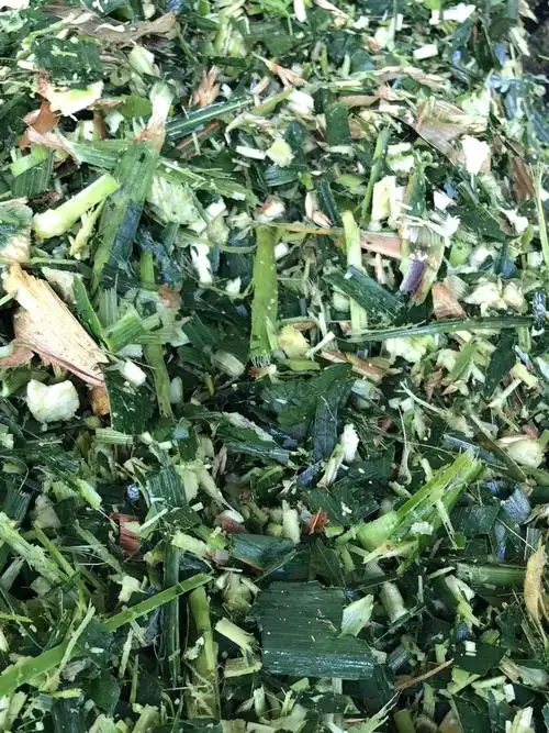 云南甘蔗尾青贮饲料厂家生产直销