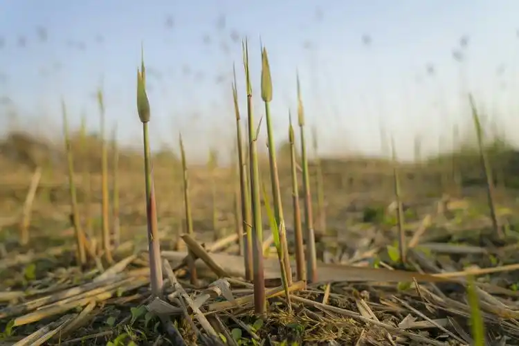 春水初盛,芦芽破土而出,一棵棵苇笋如笔锥般刺向