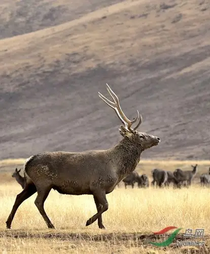 西藏类乌齐野生藏马鹿祝贺首页精华