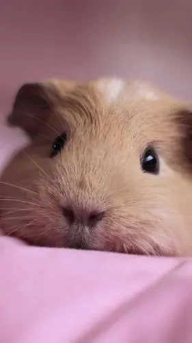 可爱小仓鼠呆萌高清手机壁纸图片