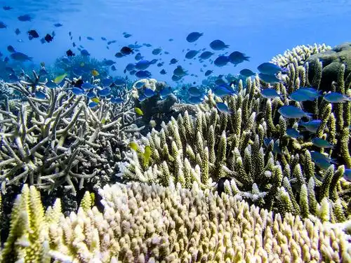 仙本那游玩指南之浮潜深潜攻略当然如果想在大海里自由