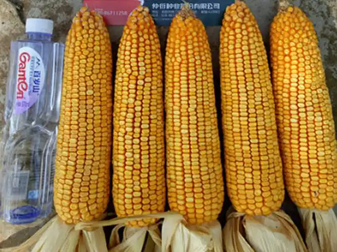 仲玉998/玉米/产品中心