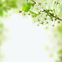 淡雅花枝图片_淡雅花枝素材_淡雅花枝模板免费下载-六图网