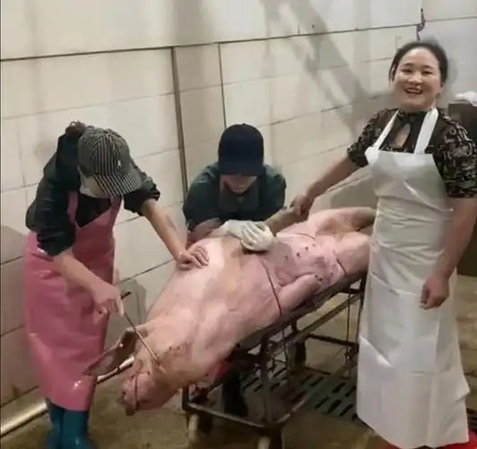 杀猪女屠夫月入3万,买房买奔驰,为何农村屠夫多不能长寿,咋了|杀生