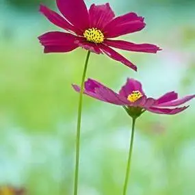 盛开的格桑花头像