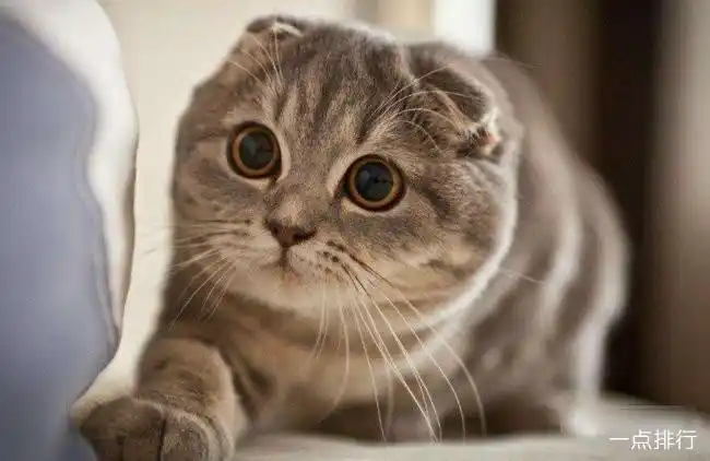 十大最可爱猫咪排行榜 加菲猫仅排第二