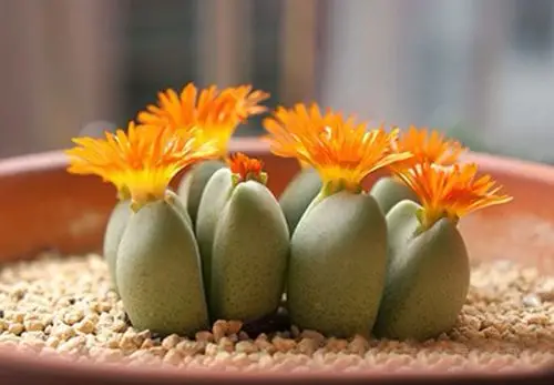 石头开花,千年一见,太美啦!