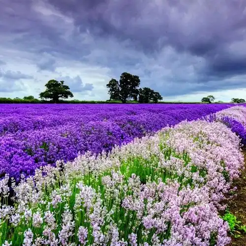 30-40岁女人微信名大全高雅(气质优雅昵称)|三国之家