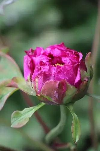 富贵牡丹 含苞待放