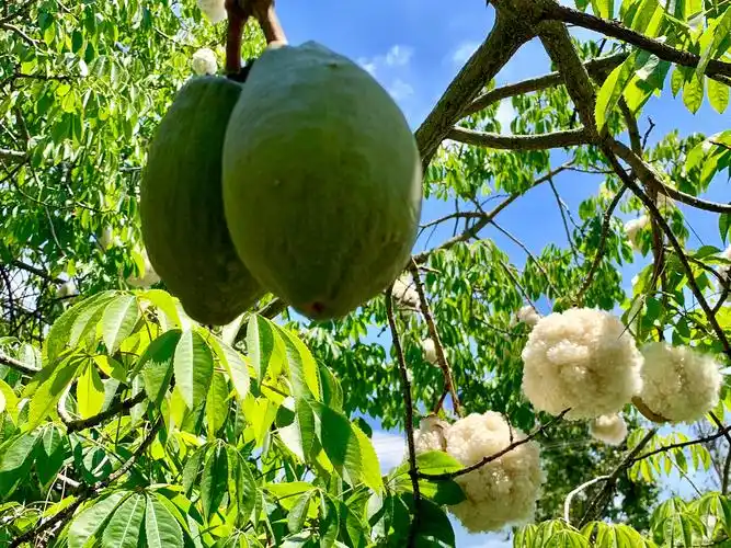 植物丝绵花果的美丽