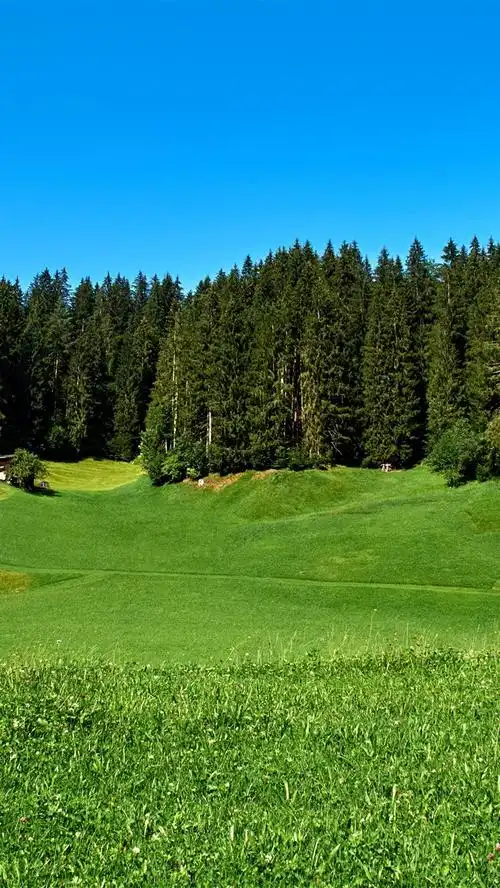 奥伯瑙,德国,树木,房屋,草地,绿色 iphone 壁纸