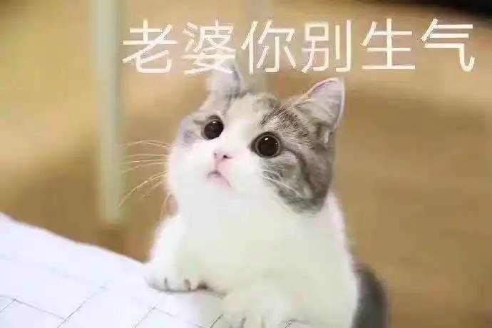 老婆你别生气猫咪宠妻表情包系列