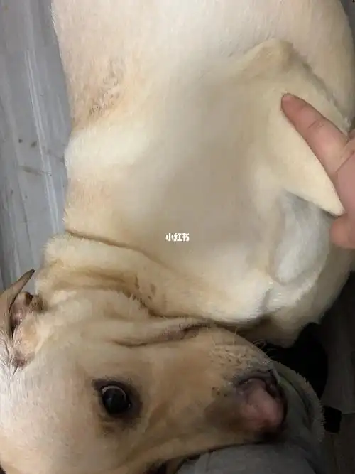 狗子找老公发情一周了