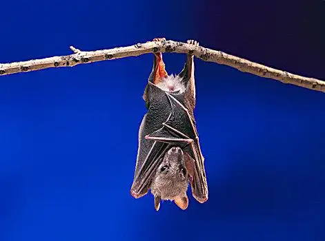 水果,蝙蝠,狐蝠,休息,悬挂,倒立,枝条